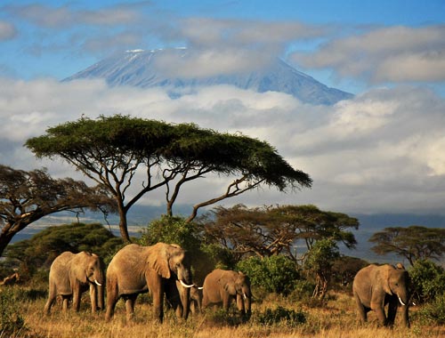 Organizza il tuo prossimo safari